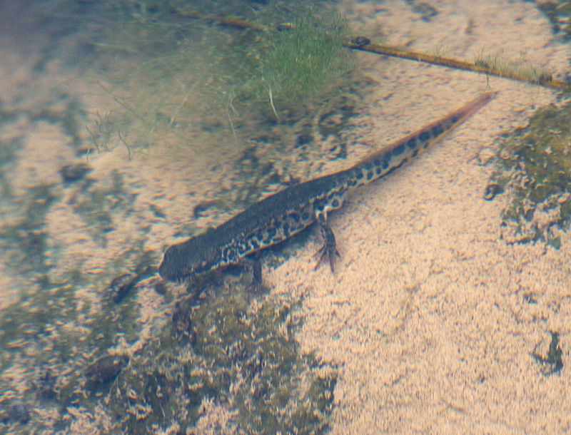 I Miei primi tritoni...! Lissotriton italicus